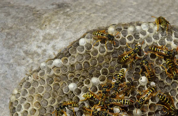 Vespiario. Polista delle vespe . — Foto Stock