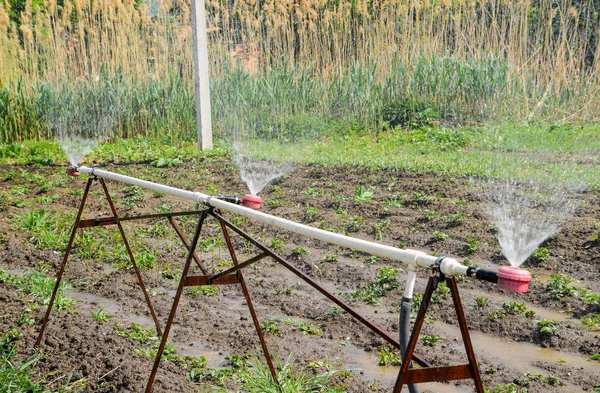 Sprinkler vizet öntözés a kertben. Öntözés a kertben — Stock Fotó