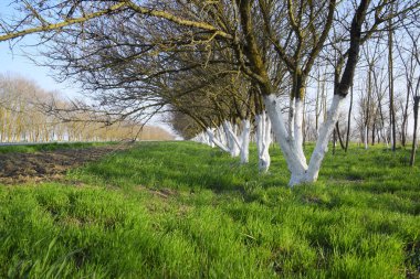 Yol boyunca bembeyaz ağaç gövdeleri. Yeşil çayır ve beyazlatılmış cıvatalarla yol boyunca kayısılar..