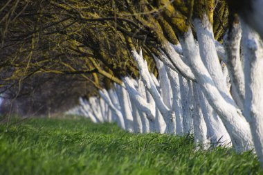 Whitewashed tree trunks along the road. Apricots along route with a green meadow and whitewashed boles. clipart