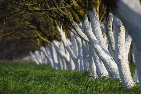 Whitewashed tree trunks along the road. Apricots along route with a green meadow and whitewashed boles.