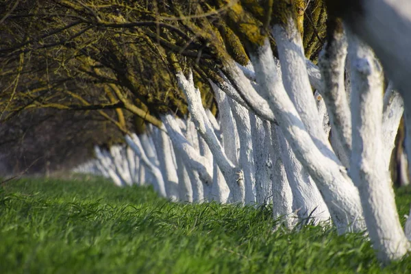 Скачать картинки Побеленные деревья, стоковые фото Побеленные деревья в  хорошем качестве | Depositphotos