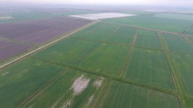 Sular altında pirinç paddies. Alanları pirinç büyüyen agronomik yöntemleri. Ekili hangi pirinç suda alanlarla sel. Yukarıdan görüntülemek