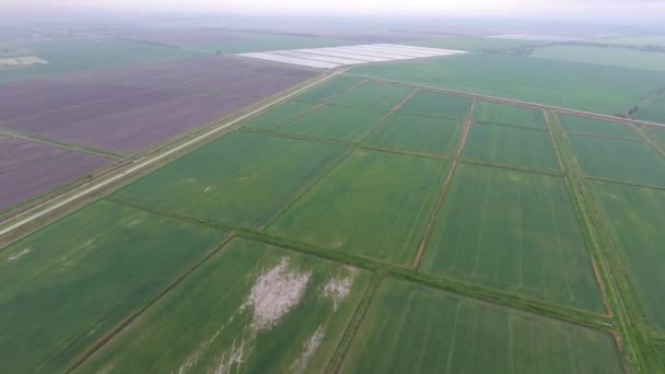 Almofadas Arroz Inundadas Métodos Agronômicos Cultivo Arroz Nos Campos Inundando — Vídeo de Stock