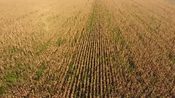 Campo Con Maíz Maduro Tallos Secos Maíz Vista Del Maizal — Vídeo de stock