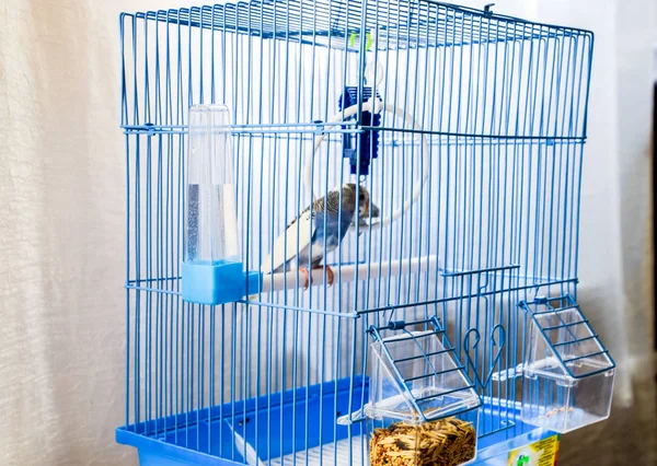 Samičí papoušek v kleci — Stock fotografie