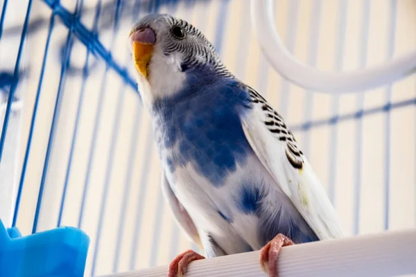 Vrouwelijke golvende papegaai in een kooi — Stockfoto