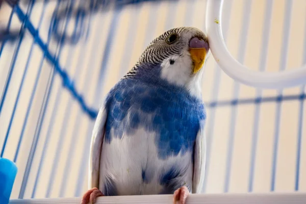 Papagaio ondulado feminino em uma jaula — Fotografia de Stock