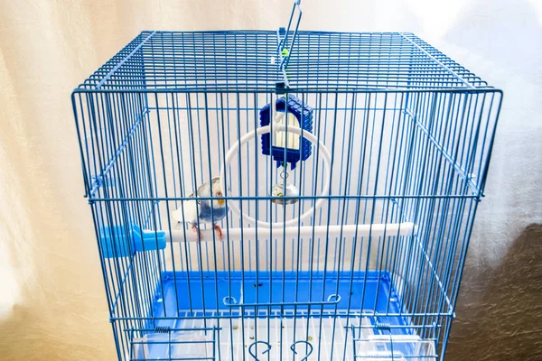 Samičí papoušek v kleci — Stock fotografie