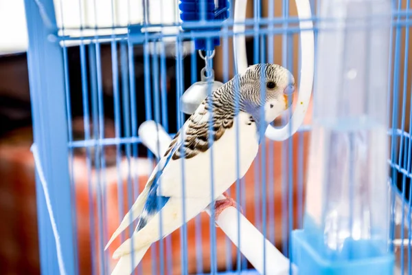 Vrouwelijke golvende papegaai in een kooi — Stockfoto