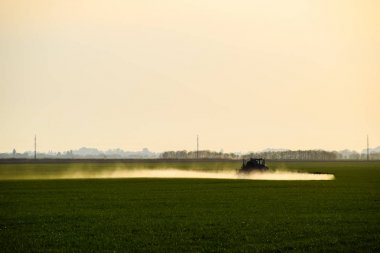 Bir spreycinin yardımıyla traktör, tarladaki genç buğdaylara sıvı gübre püskürtür..