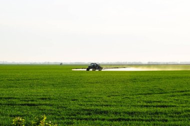 Bir spreycinin yardımıyla traktör, tarladaki genç buğdaylara sıvı gübre püskürtür..