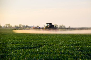 Bir spreycinin yardımıyla traktör, tarladaki genç buğdaylara sıvı gübre püskürtür..