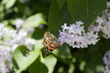 Kelebek Vanessa cardui leylak çiçeklerüzerinde. Tozlaşma çiçek açan leylaklar.