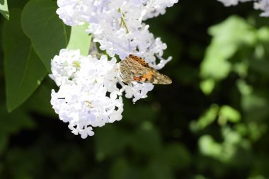 Kelebek Vanessa cardui leylak çiçeklerüzerinde. Tozlaşma çiçek açan leylaklar.