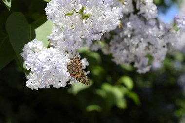 Kelebek Vanessa cardui leylak çiçeklerüzerinde. Tozlaşma çiçek açan leylaklar.