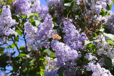 Kelebek Vanessa cardui leylak çiçeklerüzerinde. Tozlaşma çiçek açan leylaklar.