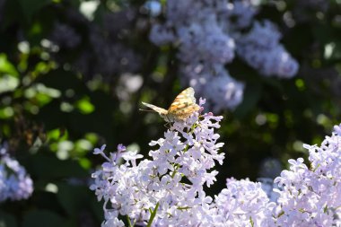 Kelebek Vanessa cardui leylak çiçeklerüzerinde. Tozlaşma çiçek açan leylaklar.