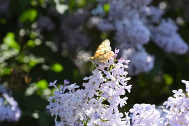 Kelebek Vanessa cardui leylak çiçeklerüzerinde. Tozlaşma çiçek açan leylaklar.