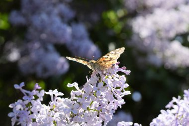 Kelebek Vanessa cardui leylak çiçeklerüzerinde. Tozlaşma çiçek açan leylaklar.