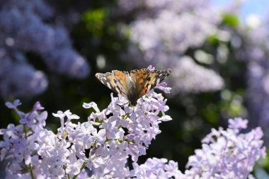 Kelebek Vanessa cardui leylak çiçeklerüzerinde. Tozlaşma çiçek açan leylaklar.