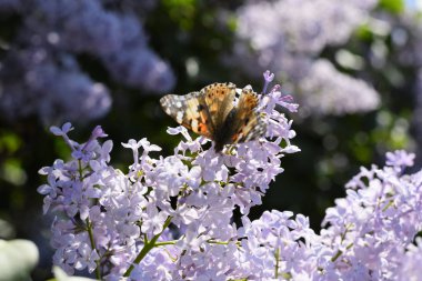 Kelebek Vanessa cardui leylak çiçeklerüzerinde. Tozlaşma çiçek açan leylaklar.