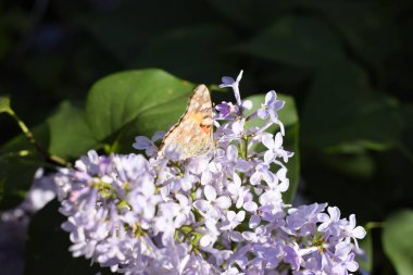 Kelebek Vanessa cardui leylak çiçeklerüzerinde. Tozlaşma çiçek açan leylaklar.