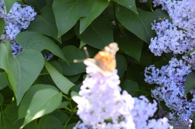 Kelebek Vanessa cardui leylak çiçeklerüzerinde. Tozlaşma çiçek açan leylaklar.