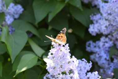 Kelebek Vanessa cardui leylak çiçeklerüzerinde. Tozlaşma çiçek açan leylaklar.