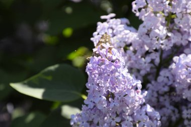 Kelebek Vanessa cardui leylak çiçeklerüzerinde. Tozlaşma çiçek açan leylaklar.