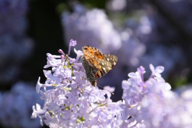 Kelebek Vanessa cardui leylak çiçeklerüzerinde. Tozlaşma çiçek açan leylaklar.