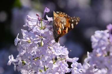 Kelebek Vanessa cardui leylak çiçeklerüzerinde. Tozlaşma çiçek açan leylaklar.