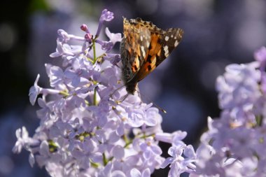 Kelebek Vanessa cardui leylak çiçeklerüzerinde. Tozlaşma çiçek açan leylaklar.