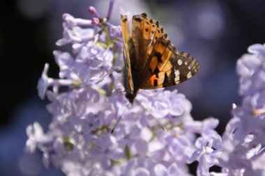 Kelebek Vanessa cardui leylak çiçeklerüzerinde. Tozlaşma çiçek açan leylaklar.