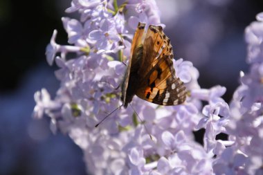 Kelebek Vanessa cardui leylak çiçeklerüzerinde. Tozlaşma çiçek açan leylaklar.