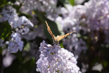 Kelebek Vanessa cardui leylak çiçeklerüzerinde. Tozlaşma çiçek açan leylaklar.