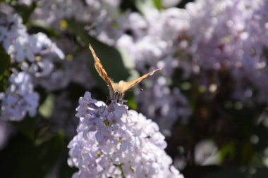 Kelebek Vanessa cardui leylak çiçeklerüzerinde. Tozlaşma çiçek açan leylaklar.
