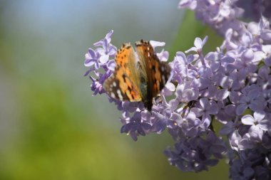 Kelebek Vanessa cardui leylak çiçeklerüzerinde. Tozlaşma çiçek açan leylaklar.