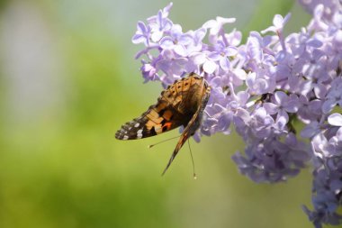 Kelebek Vanessa cardui leylak çiçeklerüzerinde. Tozlaşma çiçek açan leylaklar.