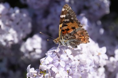 Kelebek Vanessa cardui leylak çiçeklerüzerinde. Tozlaşma çiçek açan leylaklar.