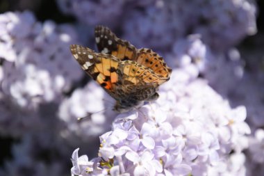 Kelebek Vanessa cardui leylak çiçeklerüzerinde. Tozlaşma çiçek açan leylaklar.