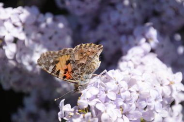 Kelebek Vanessa cardui leylak çiçeklerüzerinde. Tozlaşma çiçek açan leylaklar.
