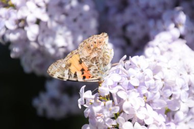 Kelebek Vanessa cardui leylak çiçeklerüzerinde. Tozlaşma çiçek açan leylaklar.