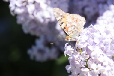 Kelebek Vanessa cardui leylak çiçeklerüzerinde. Tozlaşma çiçek açan leylaklar.