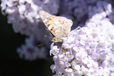 Kelebek Vanessa cardui leylak çiçeklerüzerinde. Tozlaşma çiçek açan leylaklar.