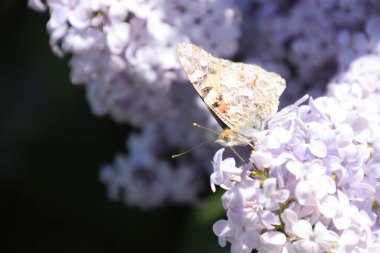 Kelebek Vanessa cardui leylak çiçeklerüzerinde. Tozlaşma çiçek açan leylaklar.