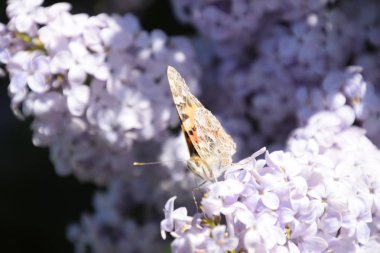 Kelebek Vanessa cardui leylak çiçeklerüzerinde. Tozlaşma çiçek açan leylaklar.