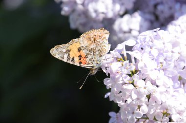 Kelebek Vanessa cardui leylak çiçeklerüzerinde. Tozlaşma çiçek açan leylaklar.
