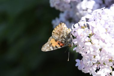 Kelebek Vanessa cardui leylak çiçeklerüzerinde. Tozlaşma çiçek açan leylaklar.