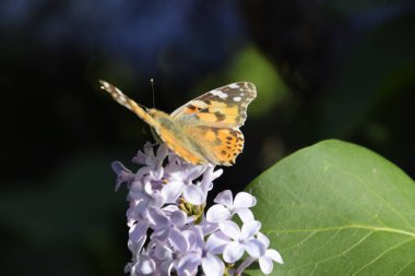 Kelebek Vanessa cardui leylak çiçeklerüzerinde. Tozlaşma çiçek açan leylaklar.